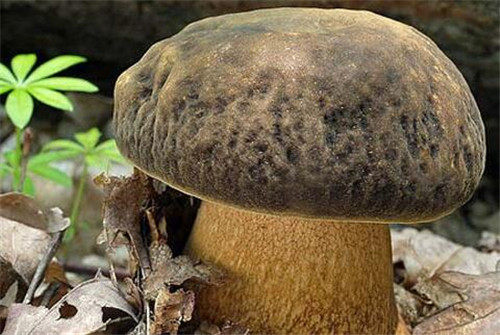 牛肚菌烘干工艺